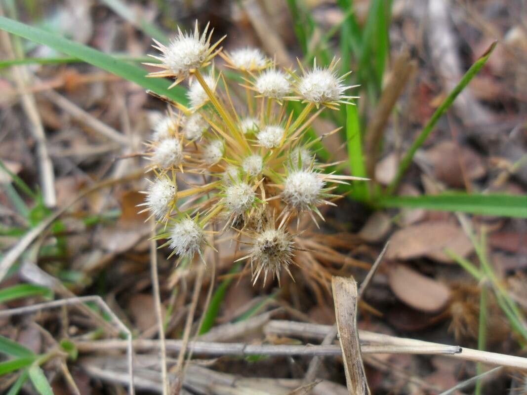 Syngonanthus cuyabensis flower
