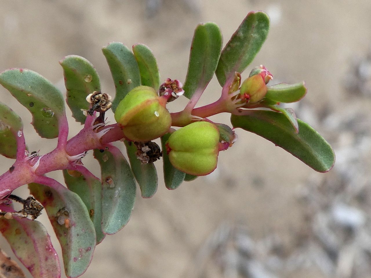 Euphorbia peplis fruit