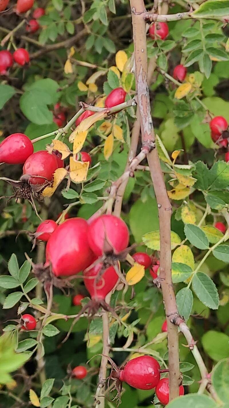 Rosa elliptica fruit