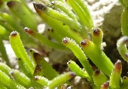 Schkuhria multiflora — related species from the same genus