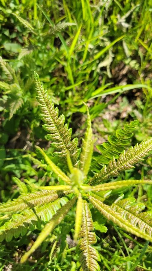 Pedicularis lanceolata — search result for 'Midwestern'