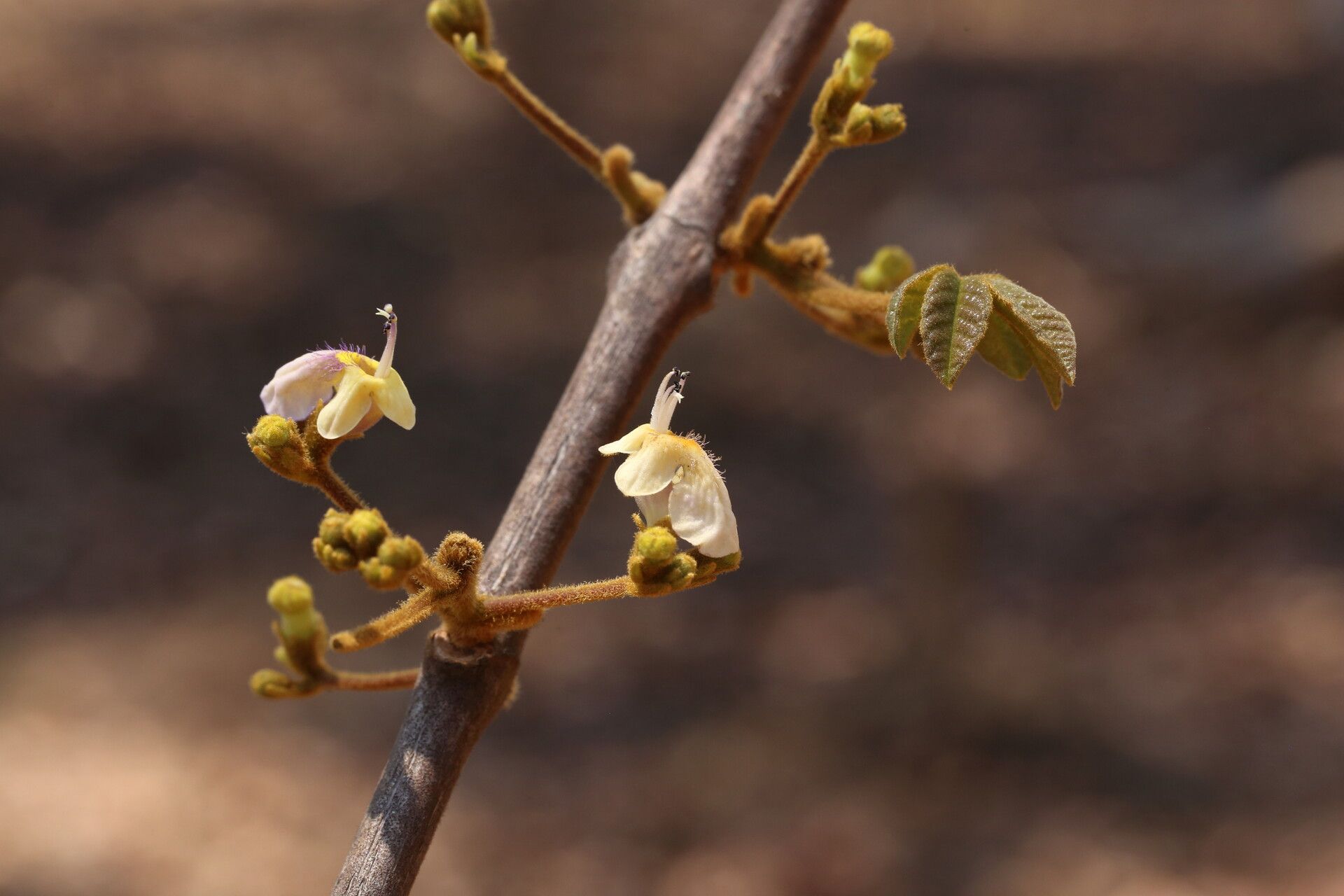Vitex mombassae flower