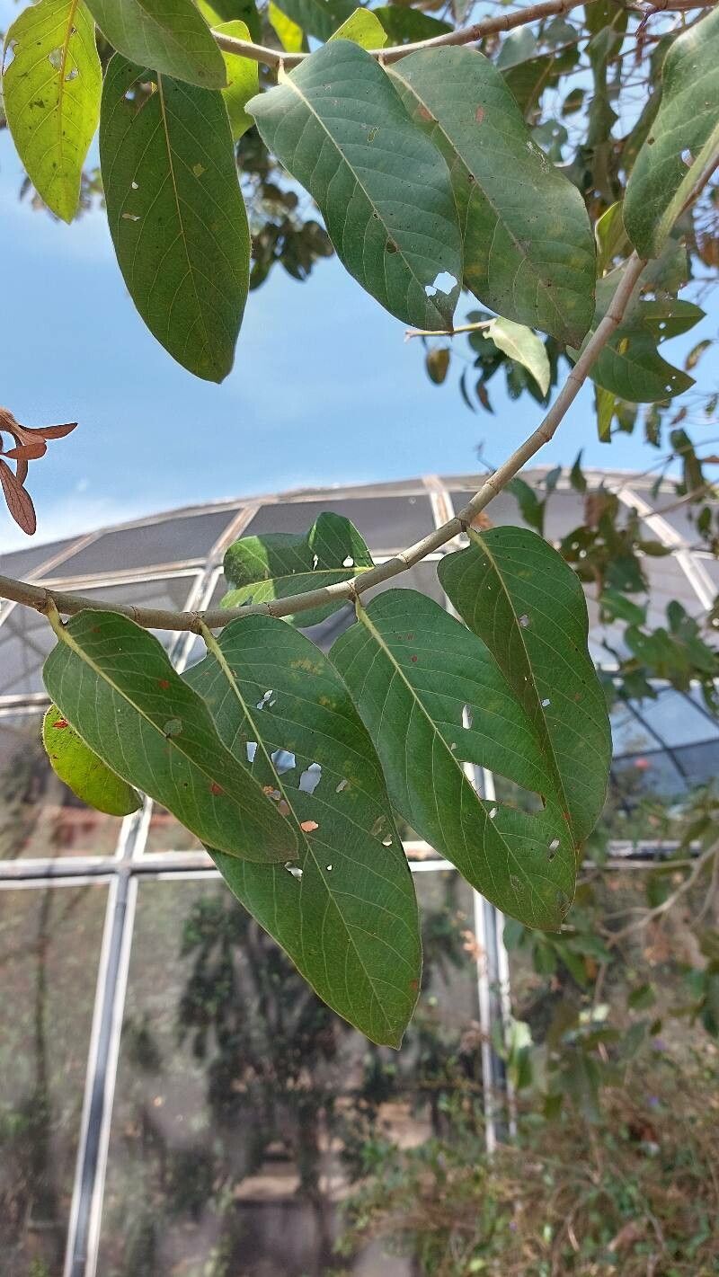 Triplaris gardneriana — related species from the same genus