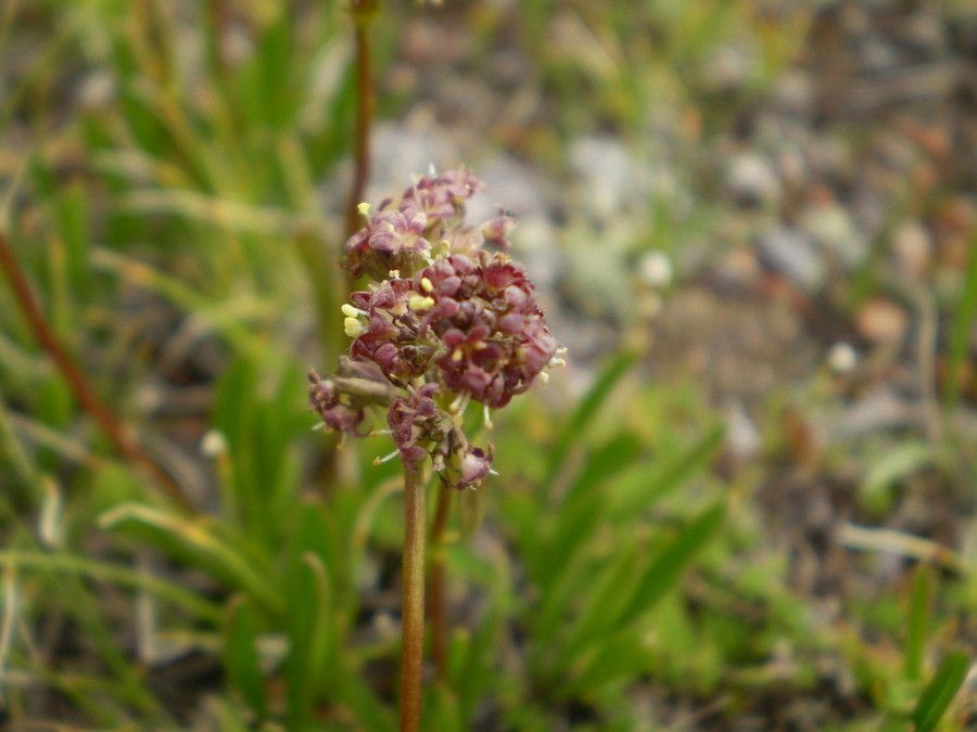 Valeriana celtica leaf