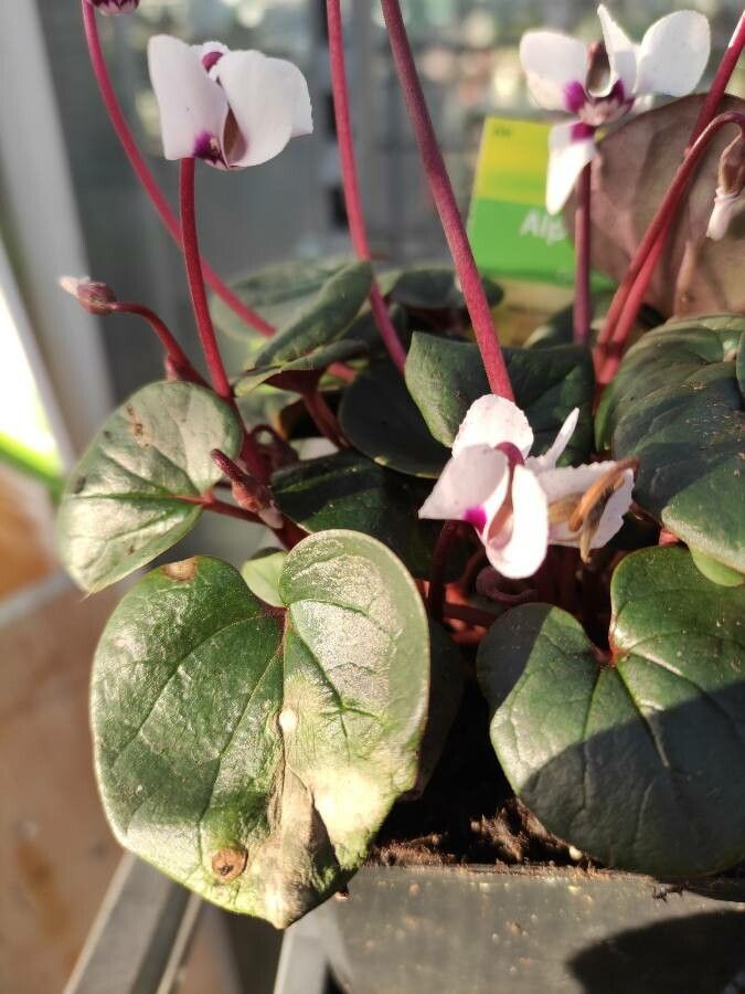 Cyclamen coum leaf