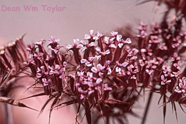 Chorizanthe biloba — related species from the same genus