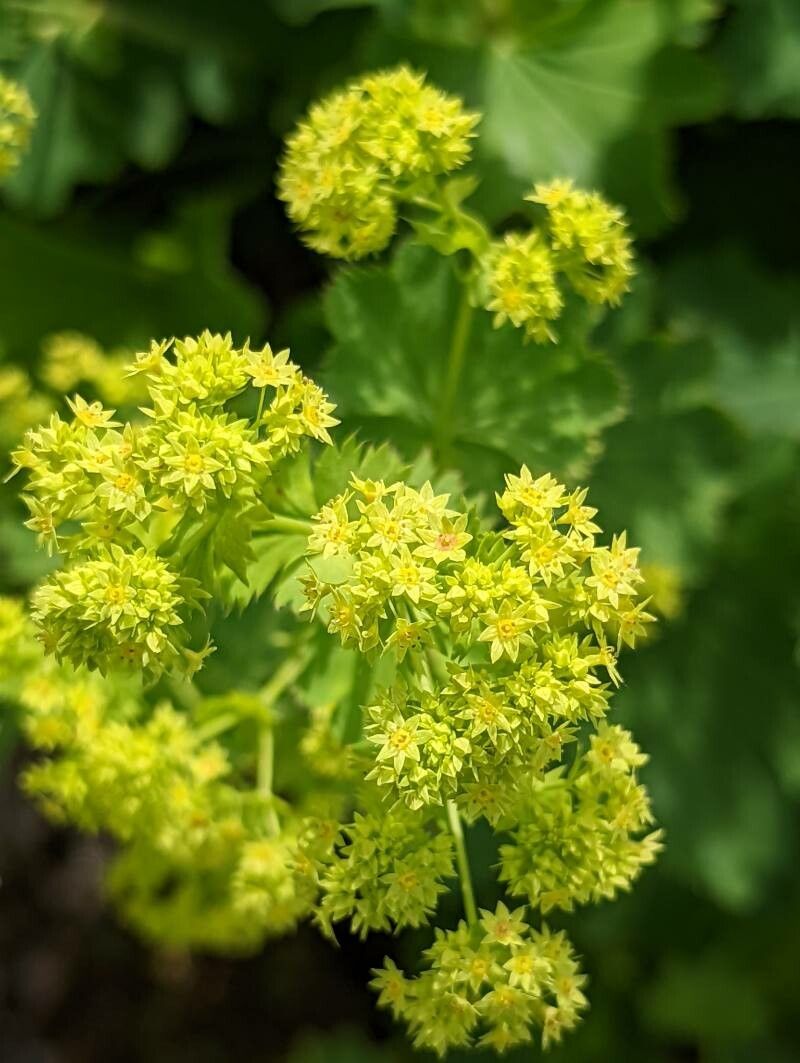Alchemilla epipsila flower