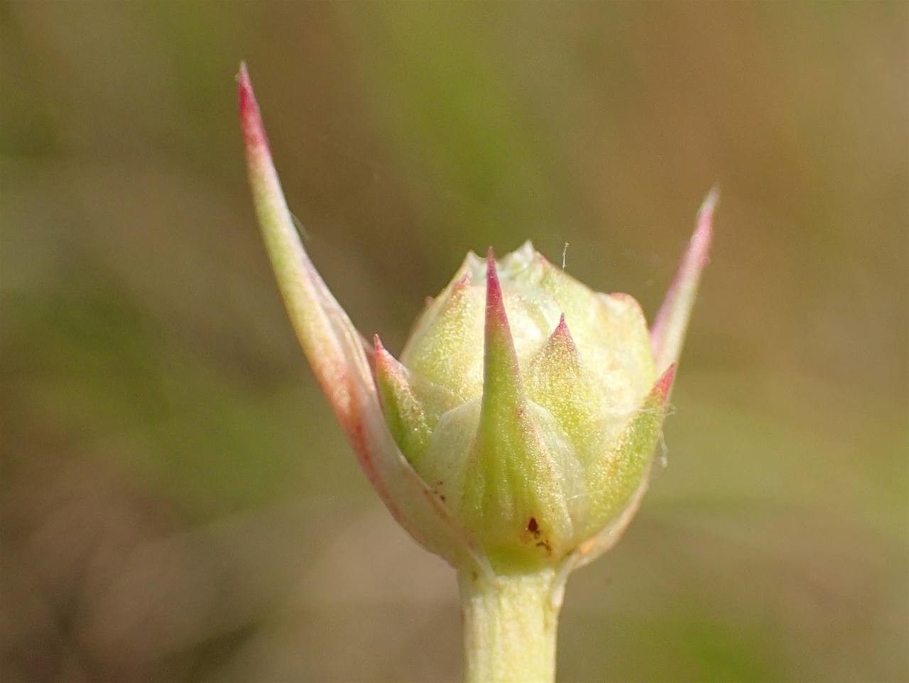 Armeria vulgaris fruit