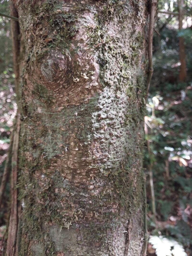 Casearia nigrescens bark