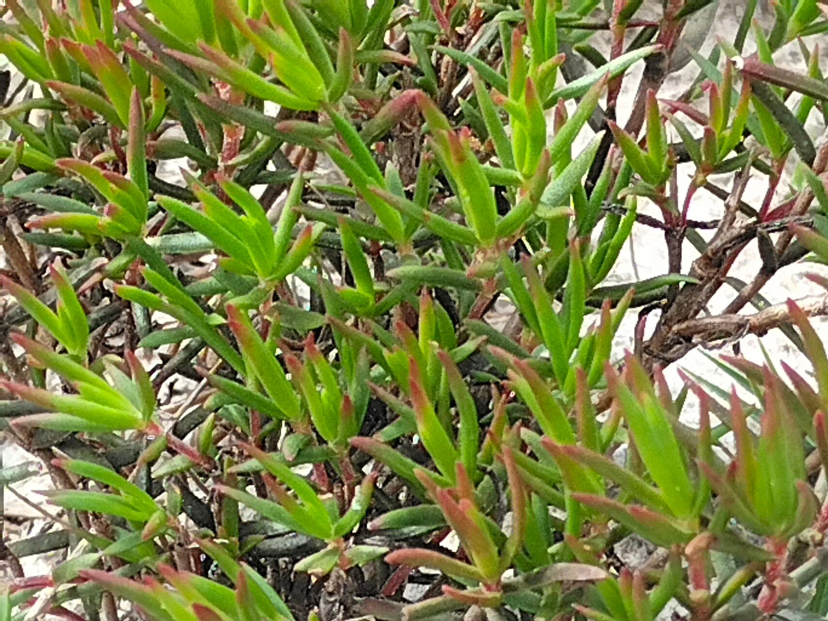 Lampranthus bicolor — related species from the same genus