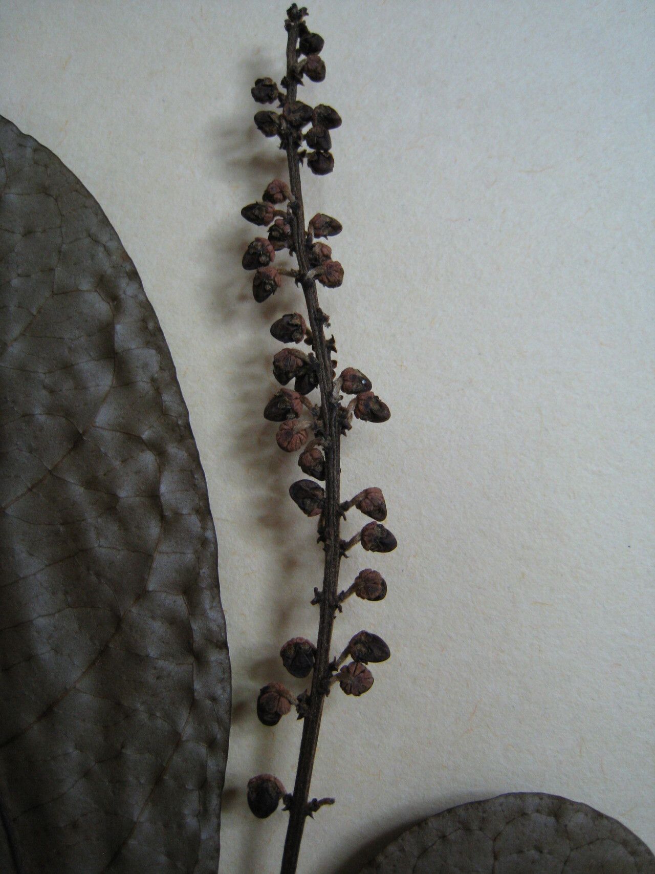 Byrsonima laevigata other