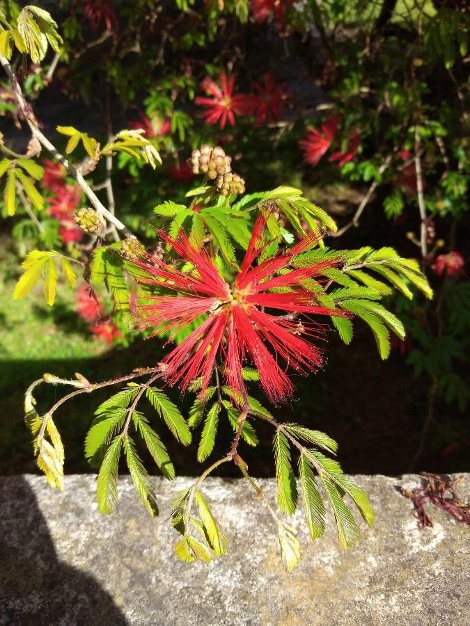 Calliandra tweedii flower