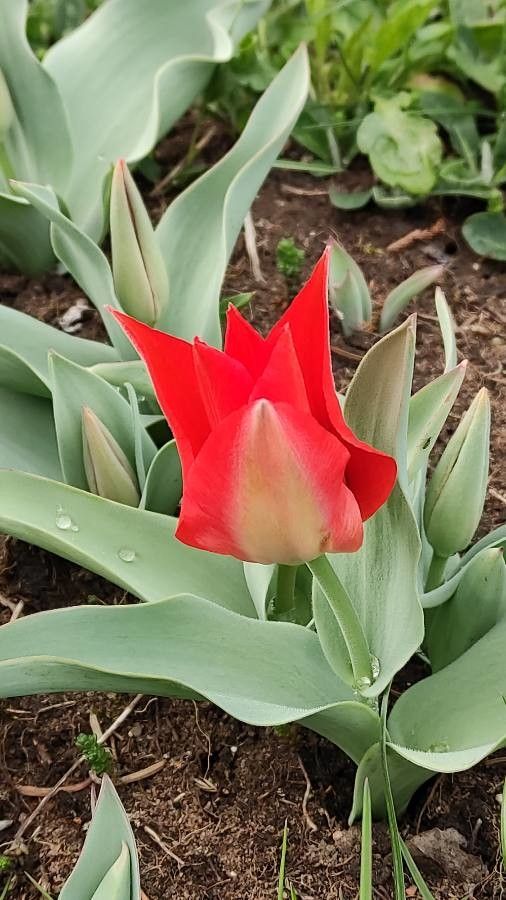 Tulipa eichleri flower