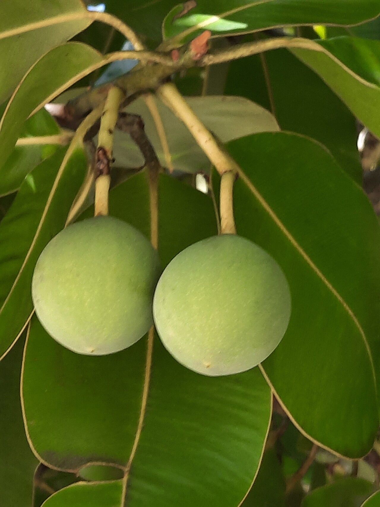 Calophyllum inophyllum fruit