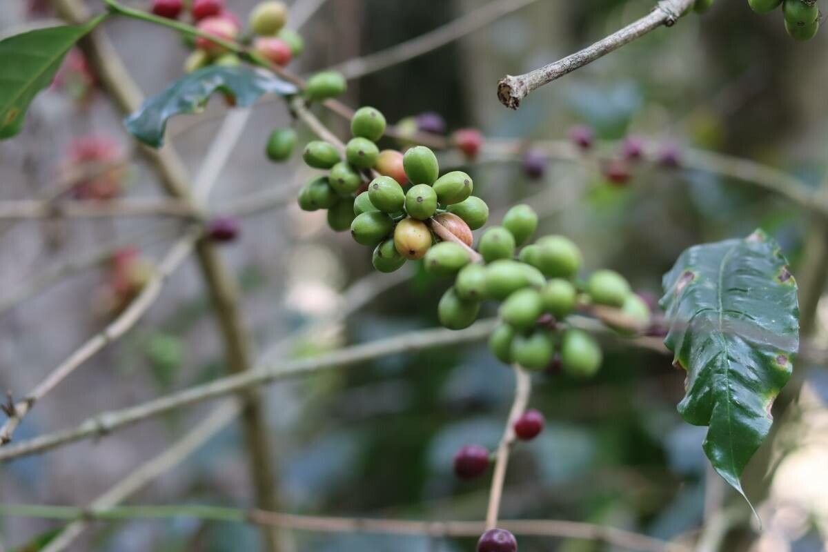 Cleistanthus stipitatus fruit