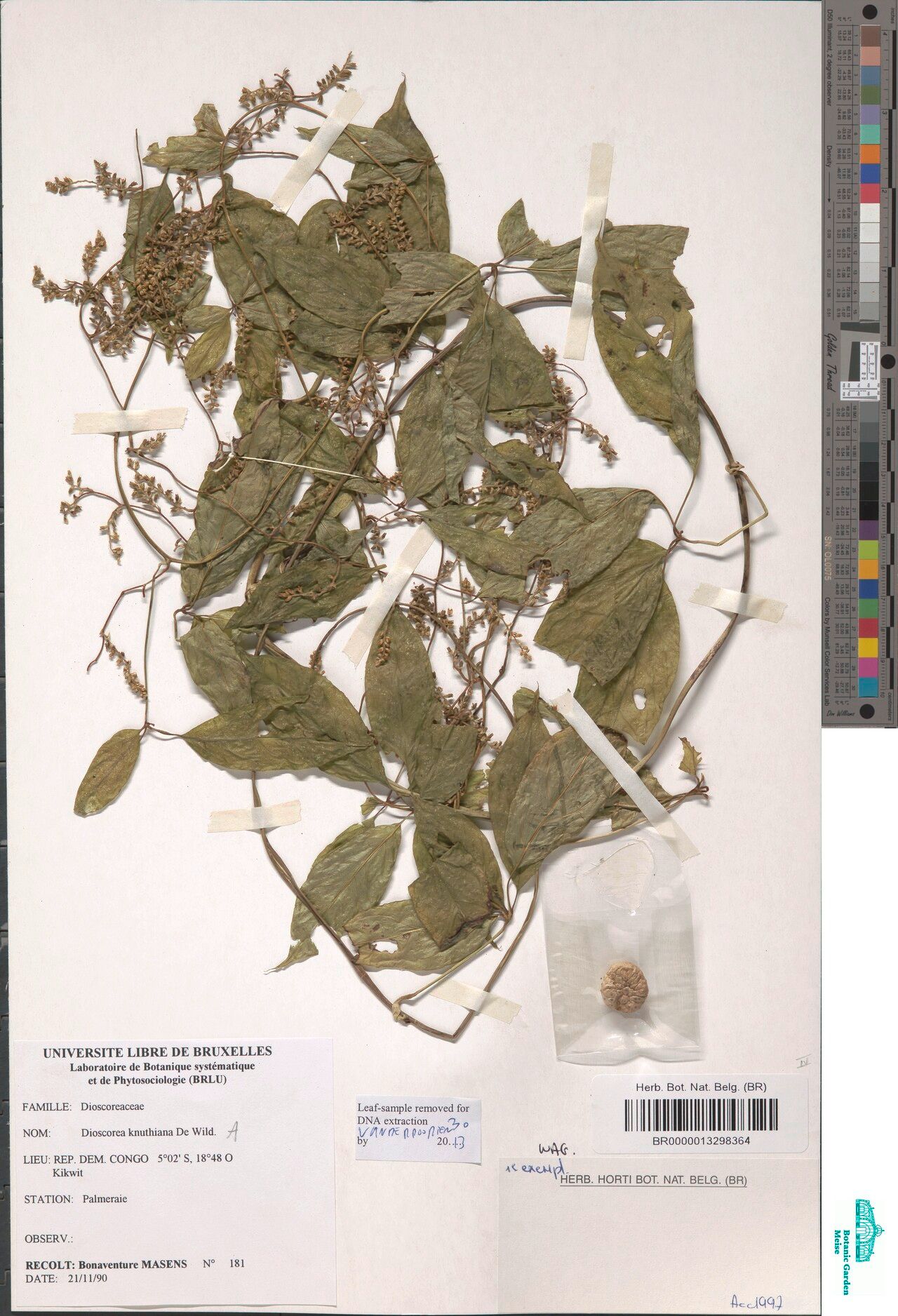 Dioscorea knuthiana — houseplant care guide