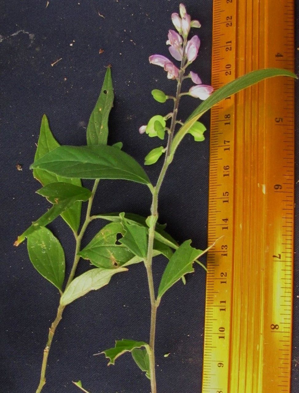 Polygala panamensis other
