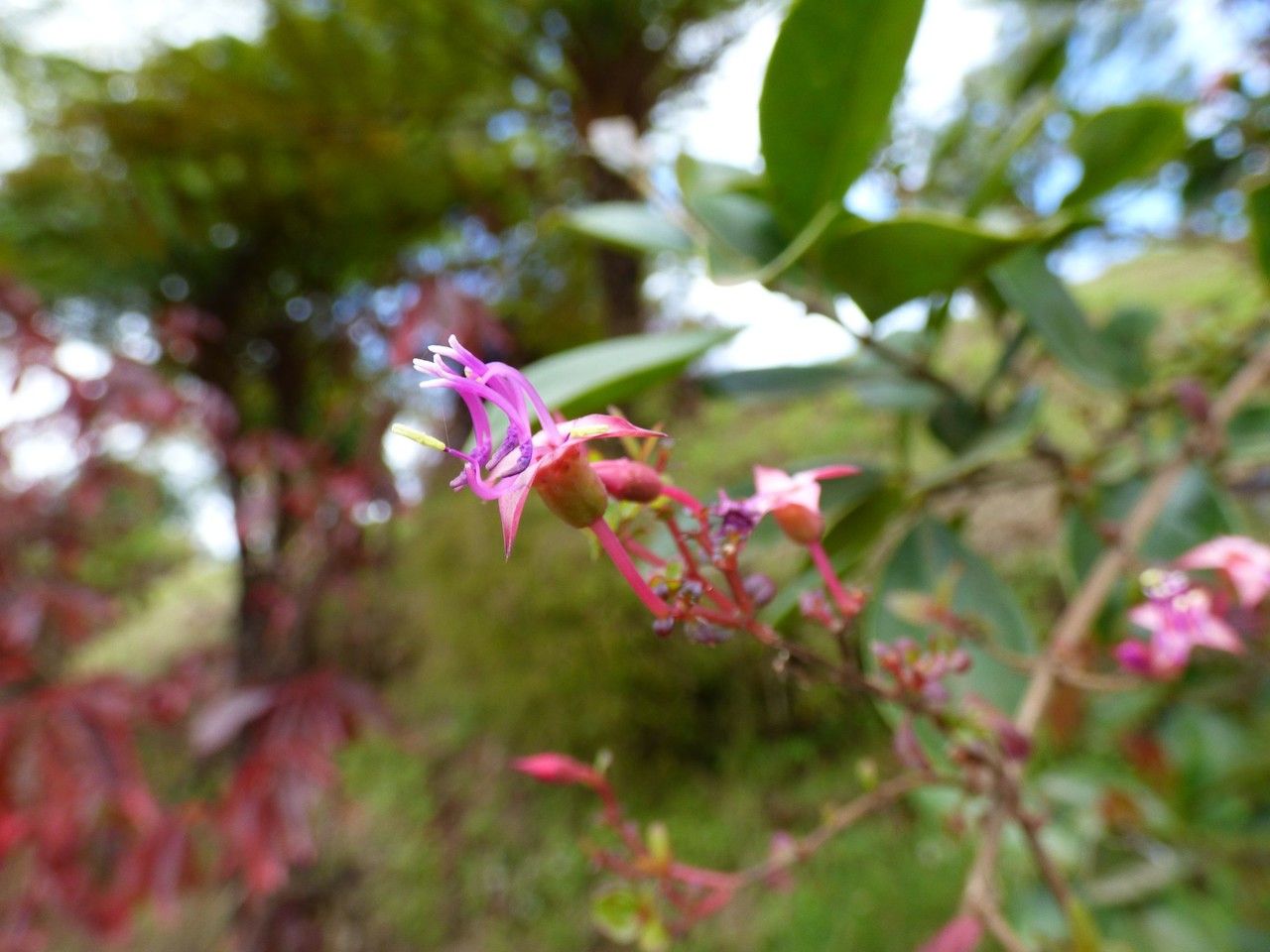 Centradenia inaequilateralis fruit
