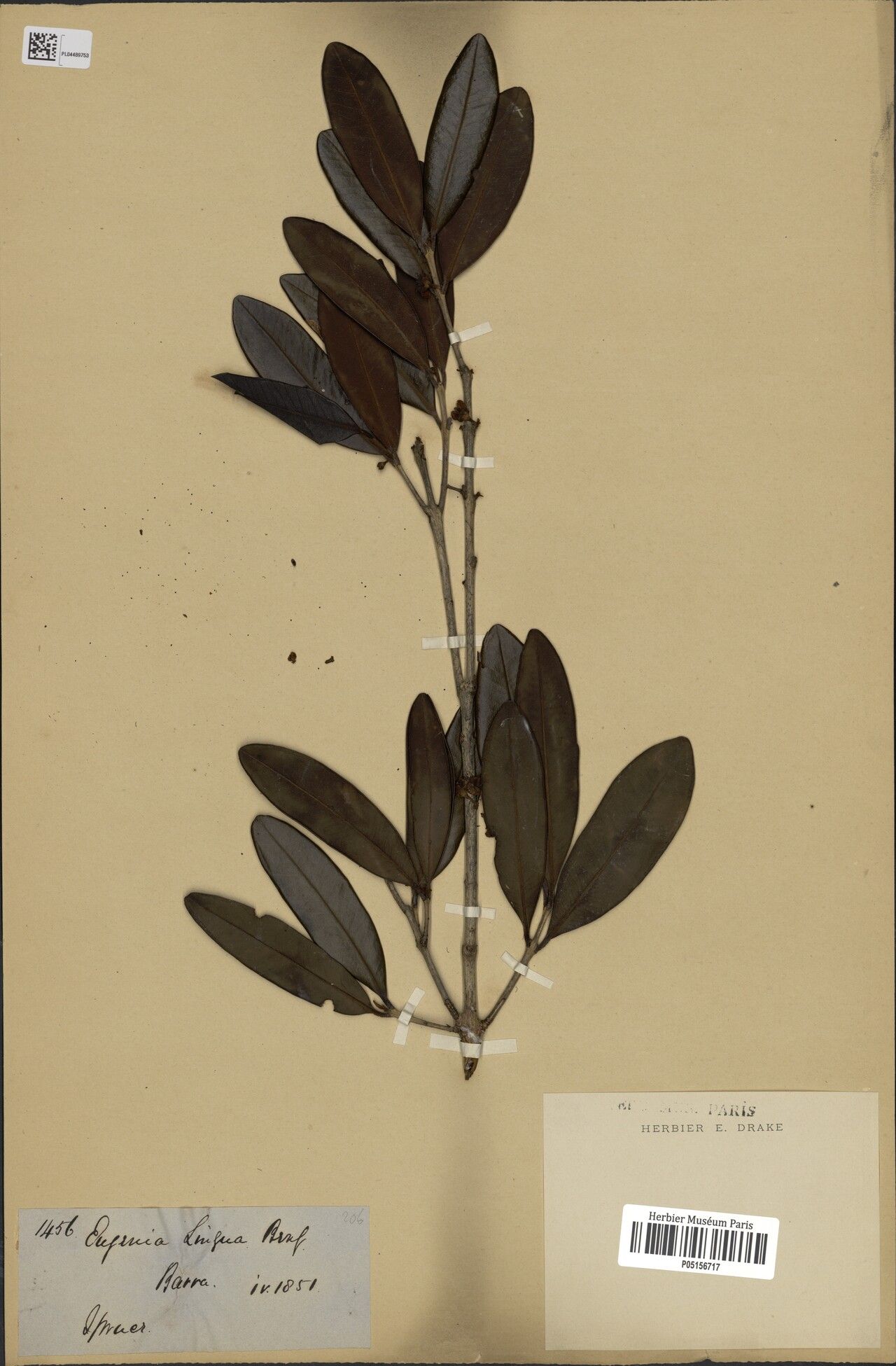 Eugenia cachoeirensis — houseplant care guide