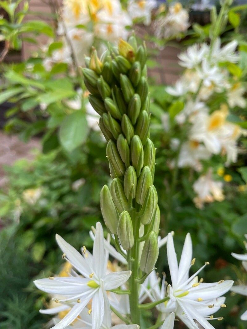 Camassia leichtlinii fruit