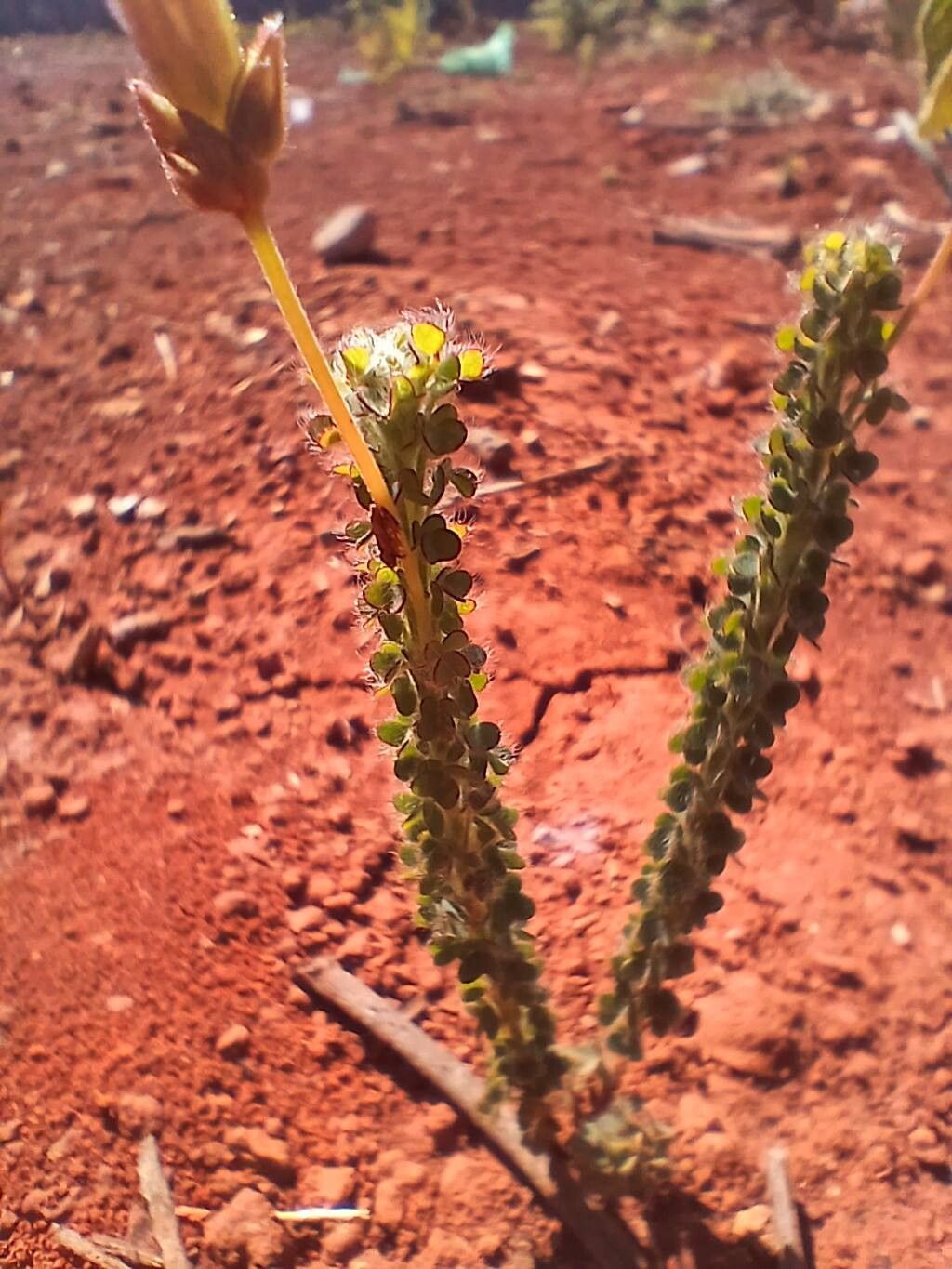 Oxalis densifolia bark