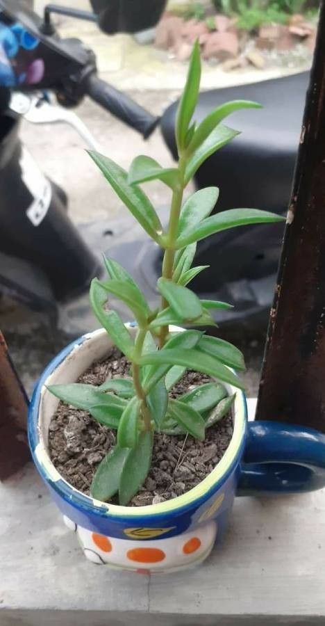 Lenophyllum texanum leaf