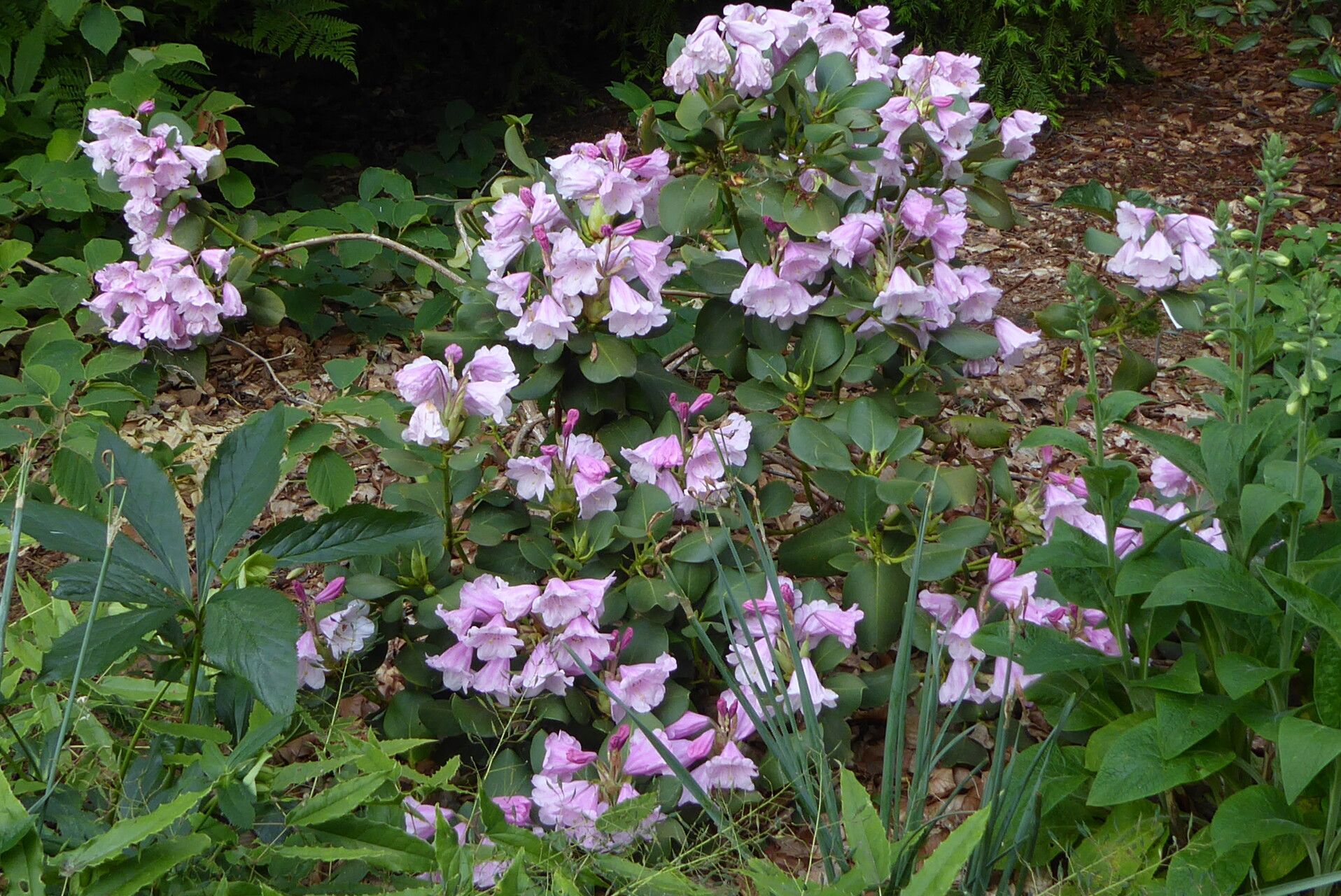 Rhododendron platypodum habit