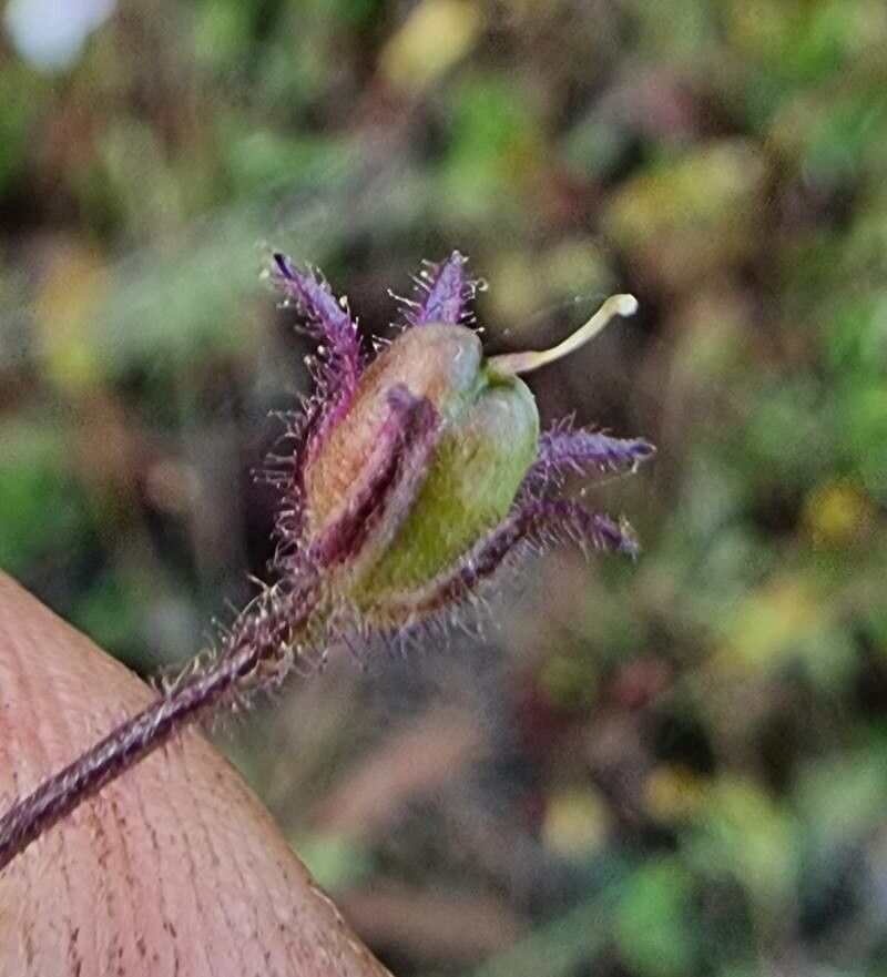 Linaria incarnata fruit