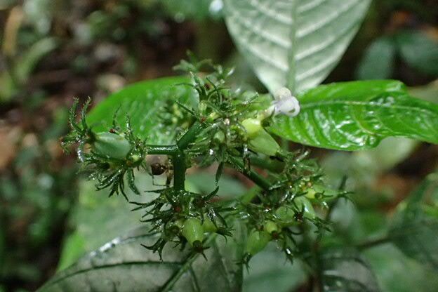Psychotria ebensis fruit