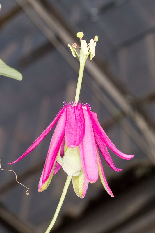 Passiflora reflexiflora flower
