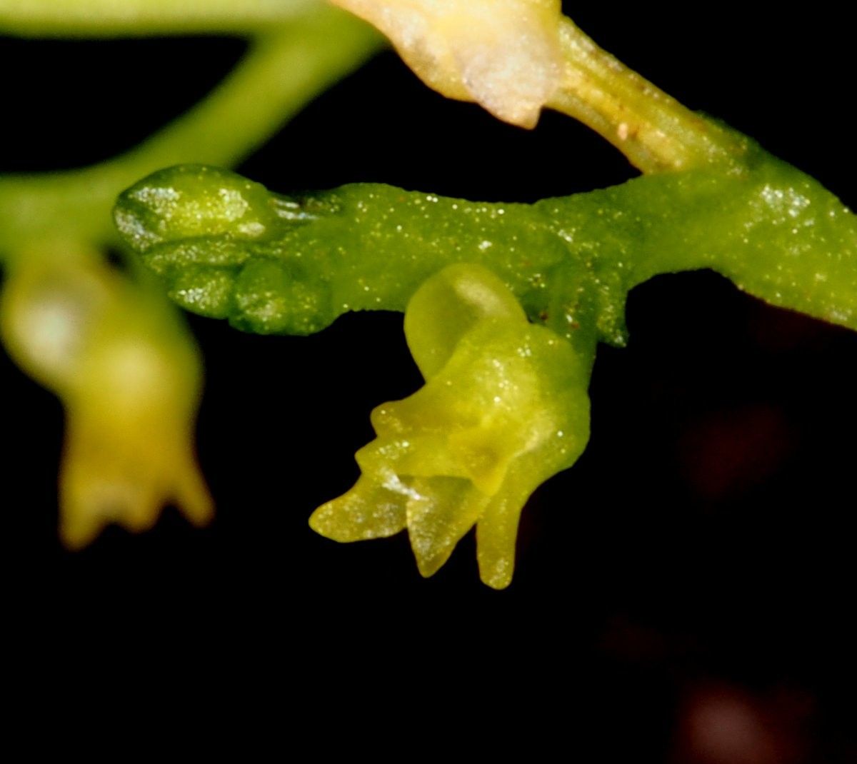 Taeniophyllum muelleri — houseplant care guide