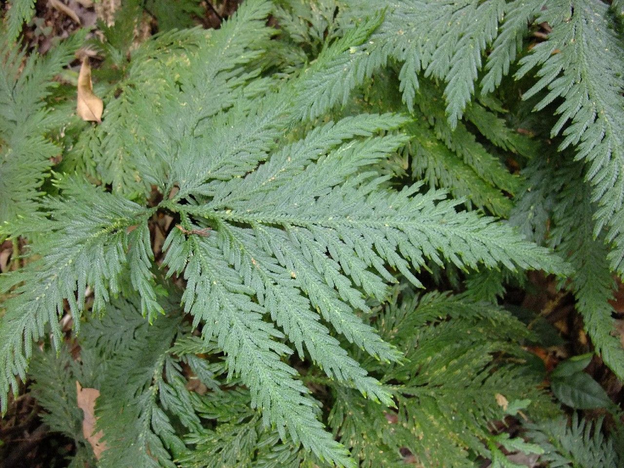 Selaginella flabellata other