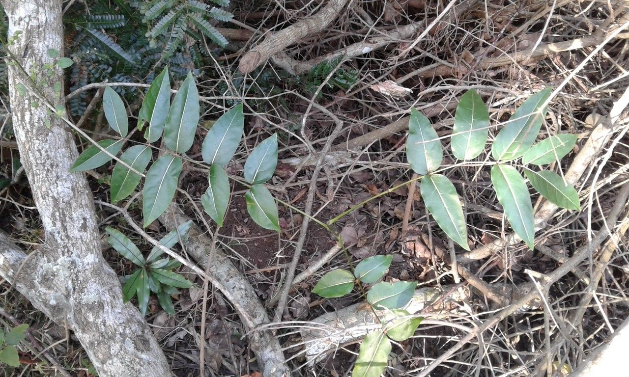Polyscias madagascariensis habit