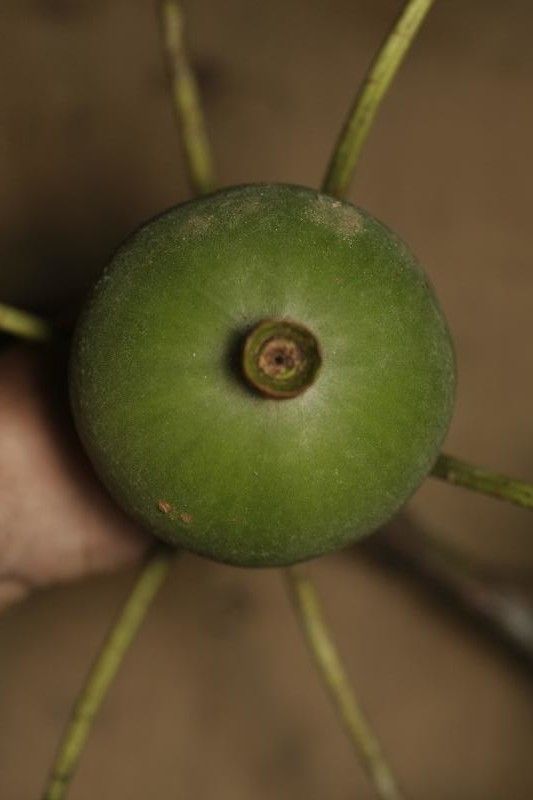 Duroia aquatica fruit