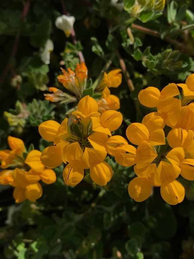 Genista × martini flower