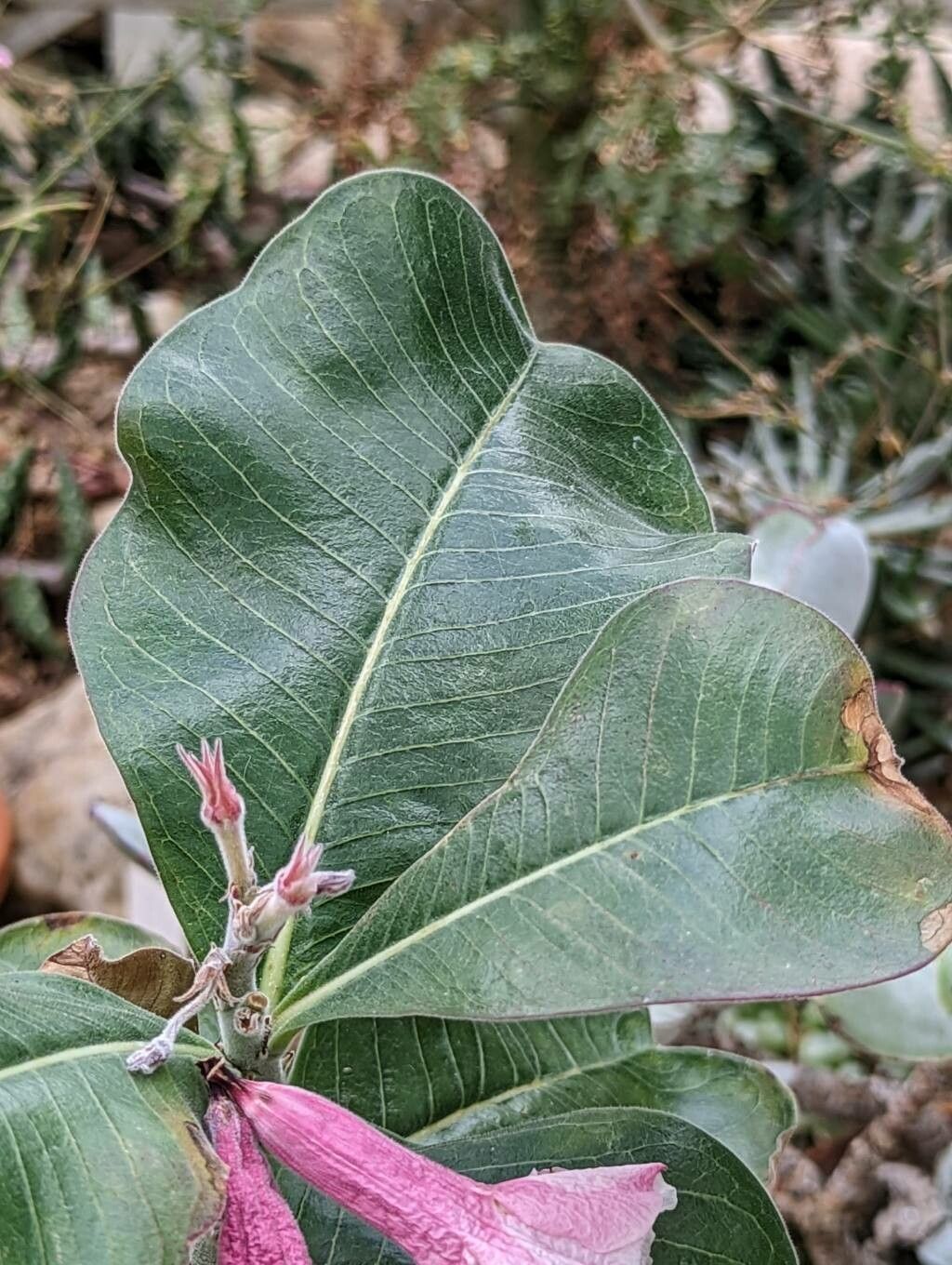 Adenium boehmianum