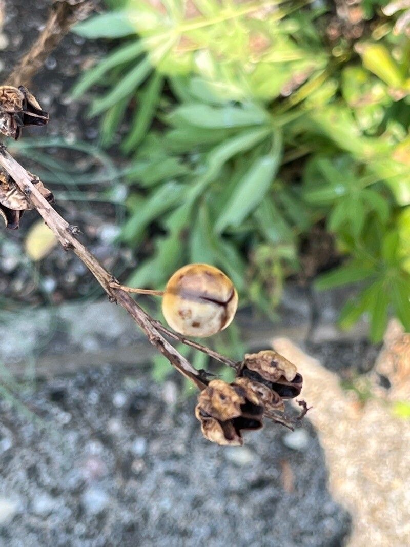 Alyssoides utriculata fruit