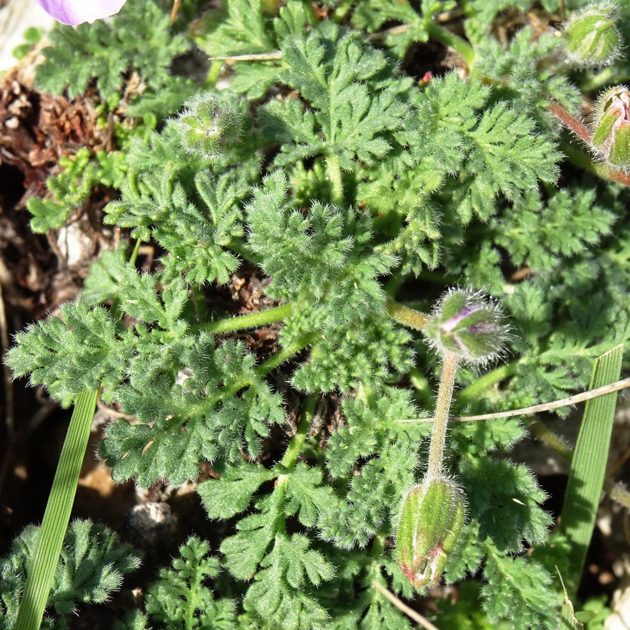 Erodium foetidum — search result for 'Erodium'