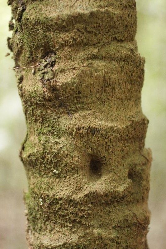 Astrocaryum sciophilum bark