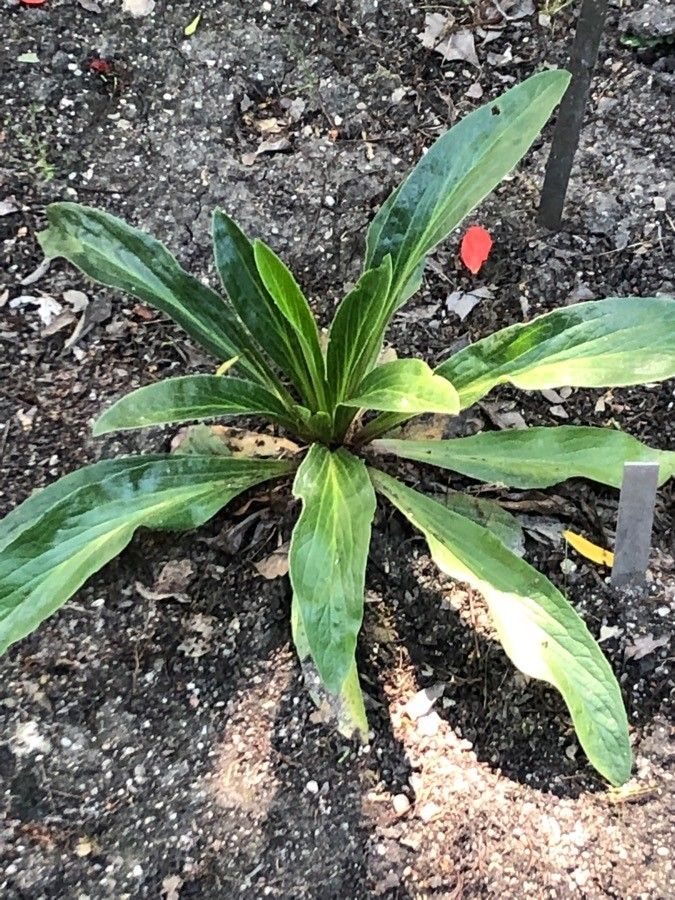 Digitalis parviflora leaf