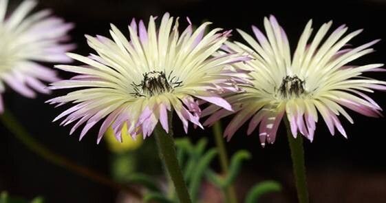 Drosanthemum bellum — related species from the same genus