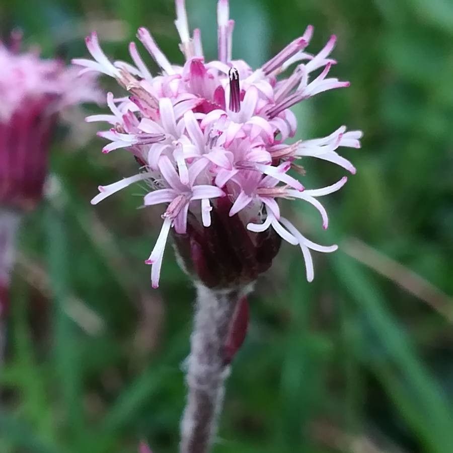 Homogyne alpina flower