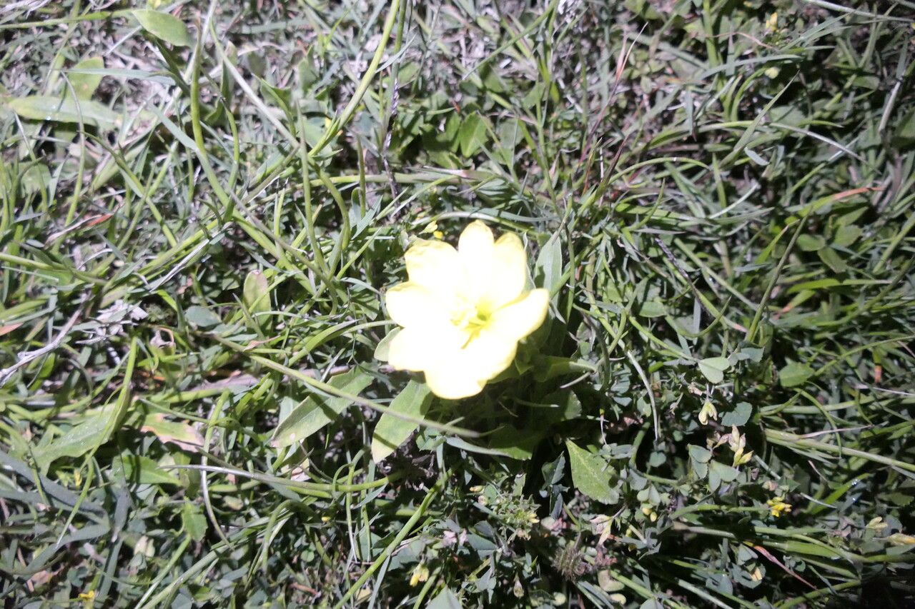 Oenothera drummondii flower
