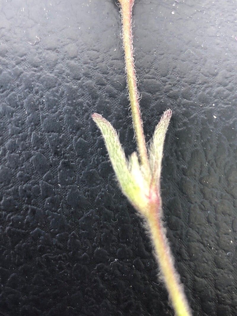 Silene scabriflora — search result for 'Silene'