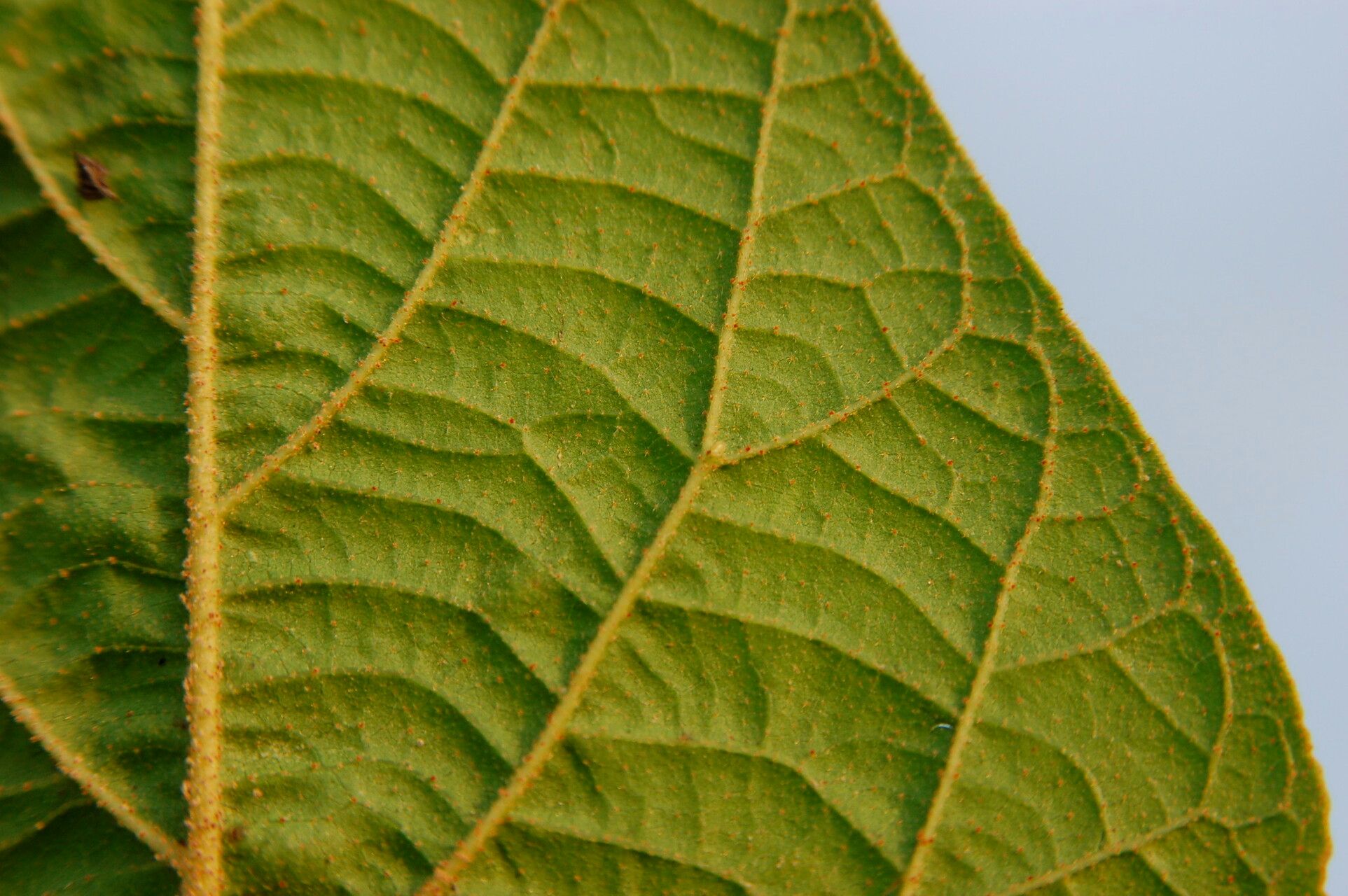 Croton bathianus leaf