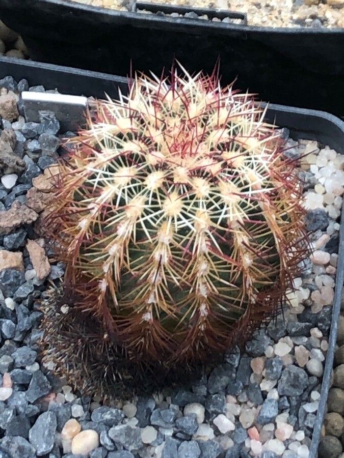 Echinocereus viridiflorus — clay tolerant houseplant