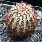 Echinocereus viridiflorus