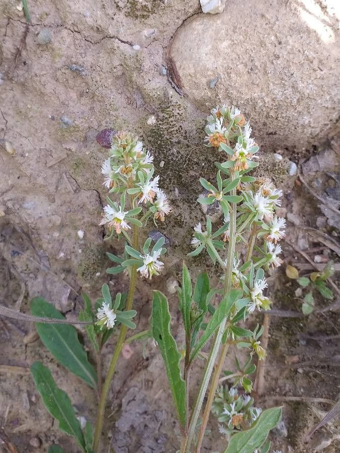 Reseda phyteuma flower