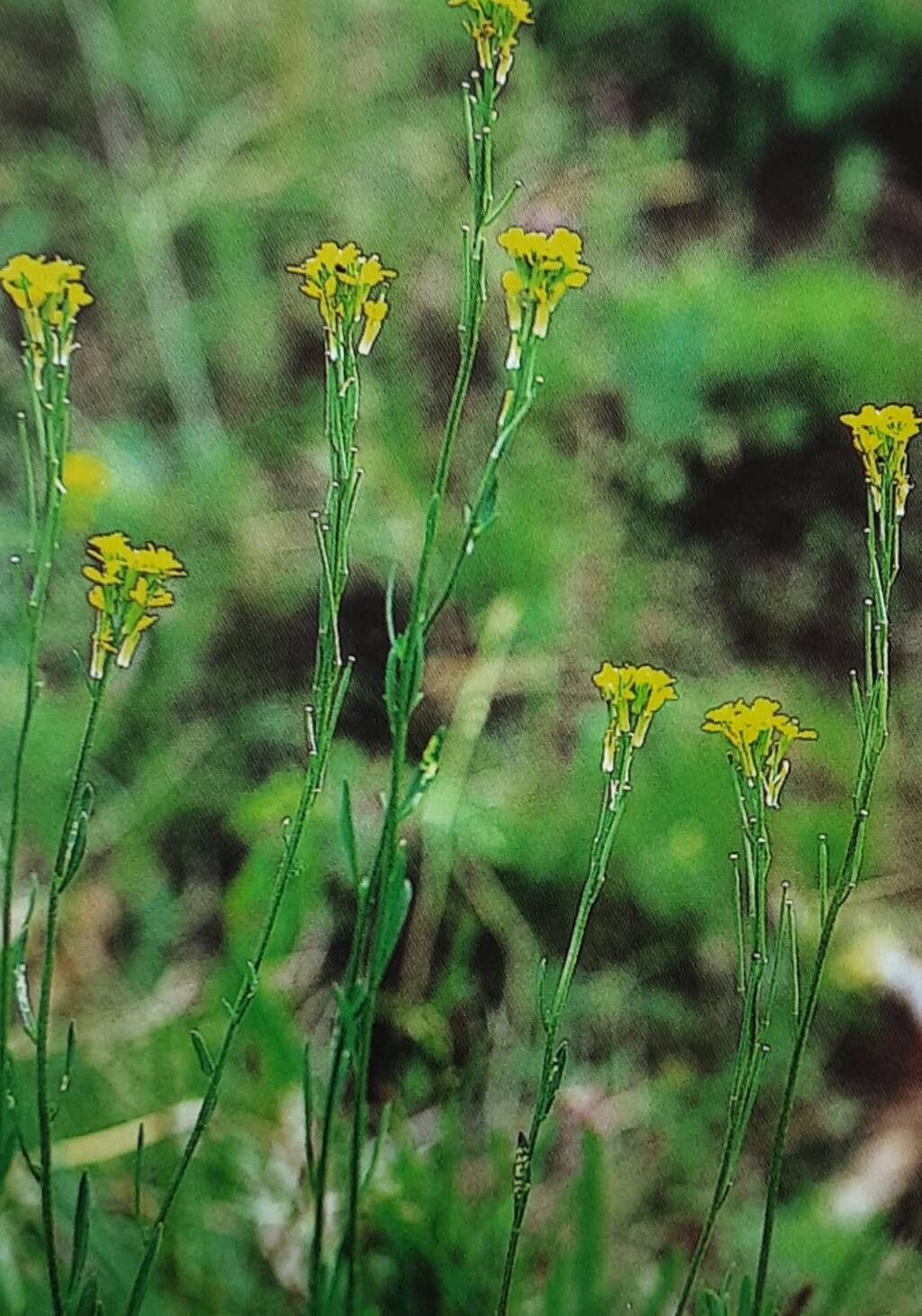 Erysimum marschallianum — houseplant care guide