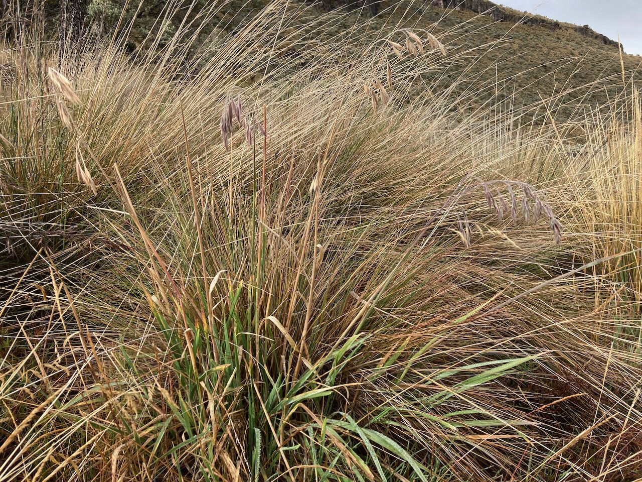 Bromus lanatus habit